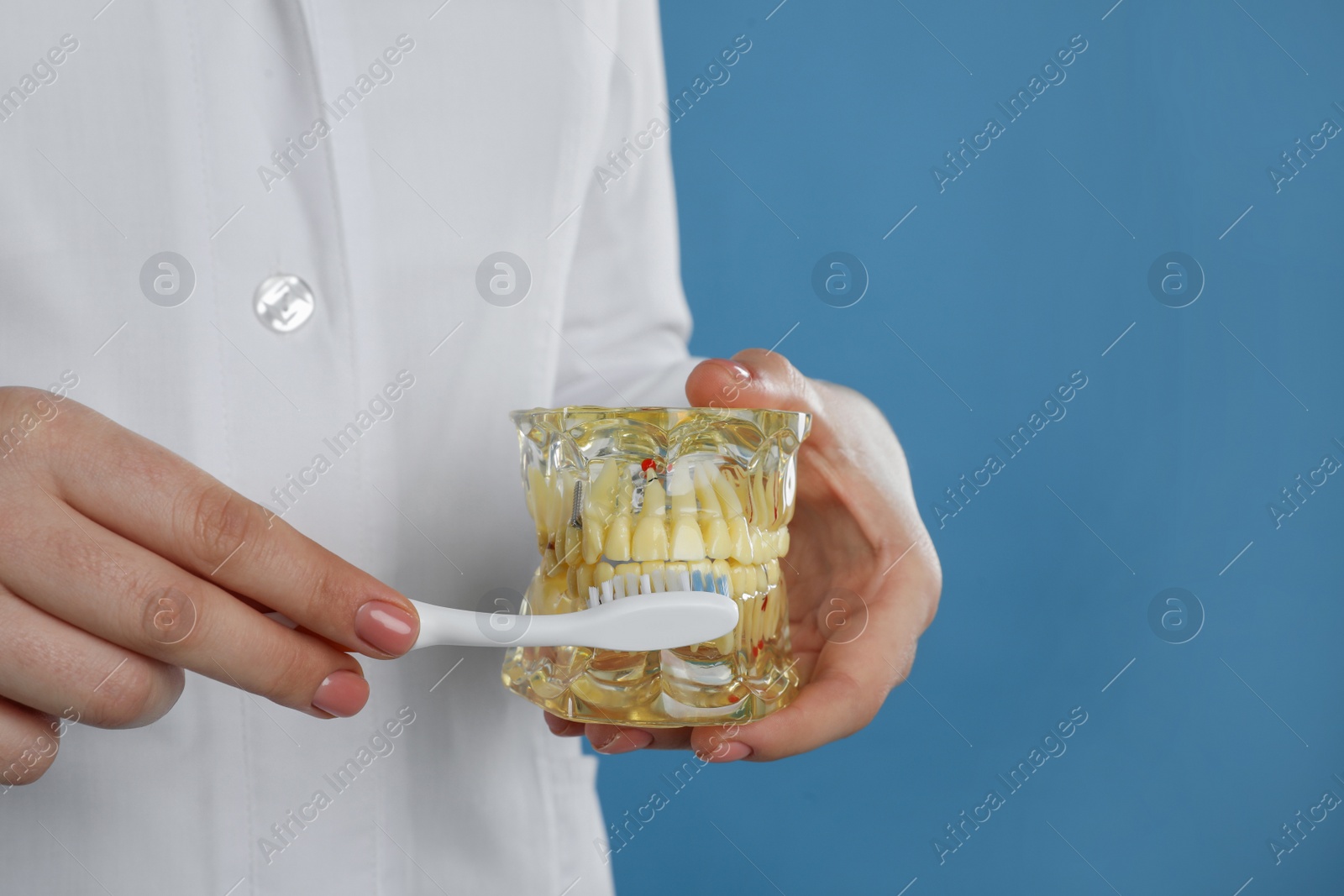 Photo of Dentist with jaws model and toothbrush on light blue background, closeup. Oral care demonstration