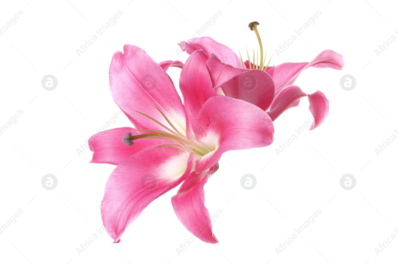 Photo of Beautiful pink lily flowers isolated on white