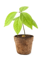 Photo of Young avocado sprout with leaves in peat pot on white background