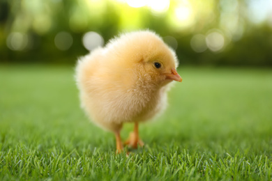 Photo of Cute fluffy baby chicken on green grass outdoors, closeup