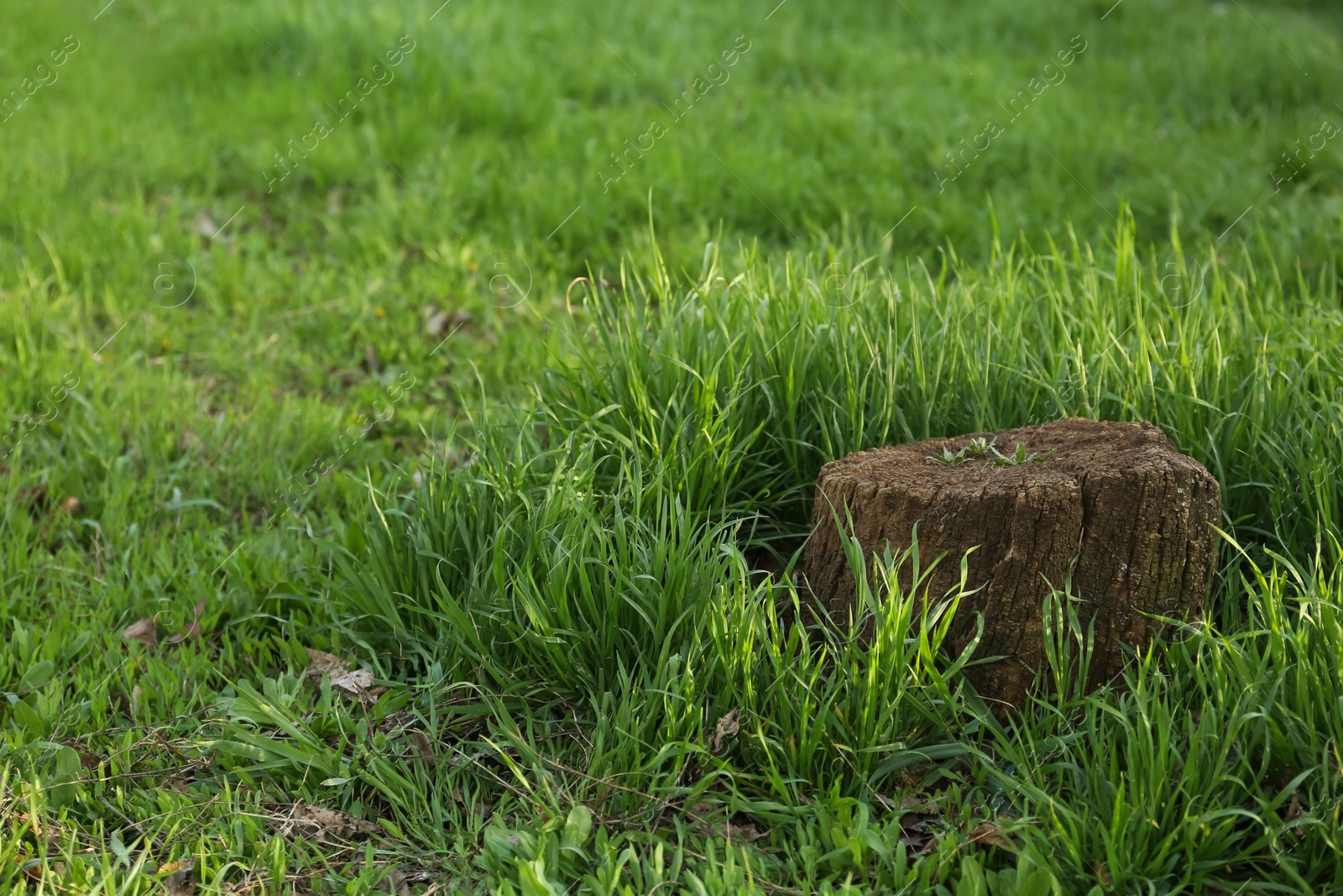 Photo of Beautiful view of lawn with tree stump and green grass, space for text