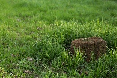 Photo of Beautiful view of lawn with tree stump and green grass, space for text