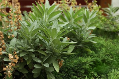 Photo of Beautiful sage with green leaves growing outdoors