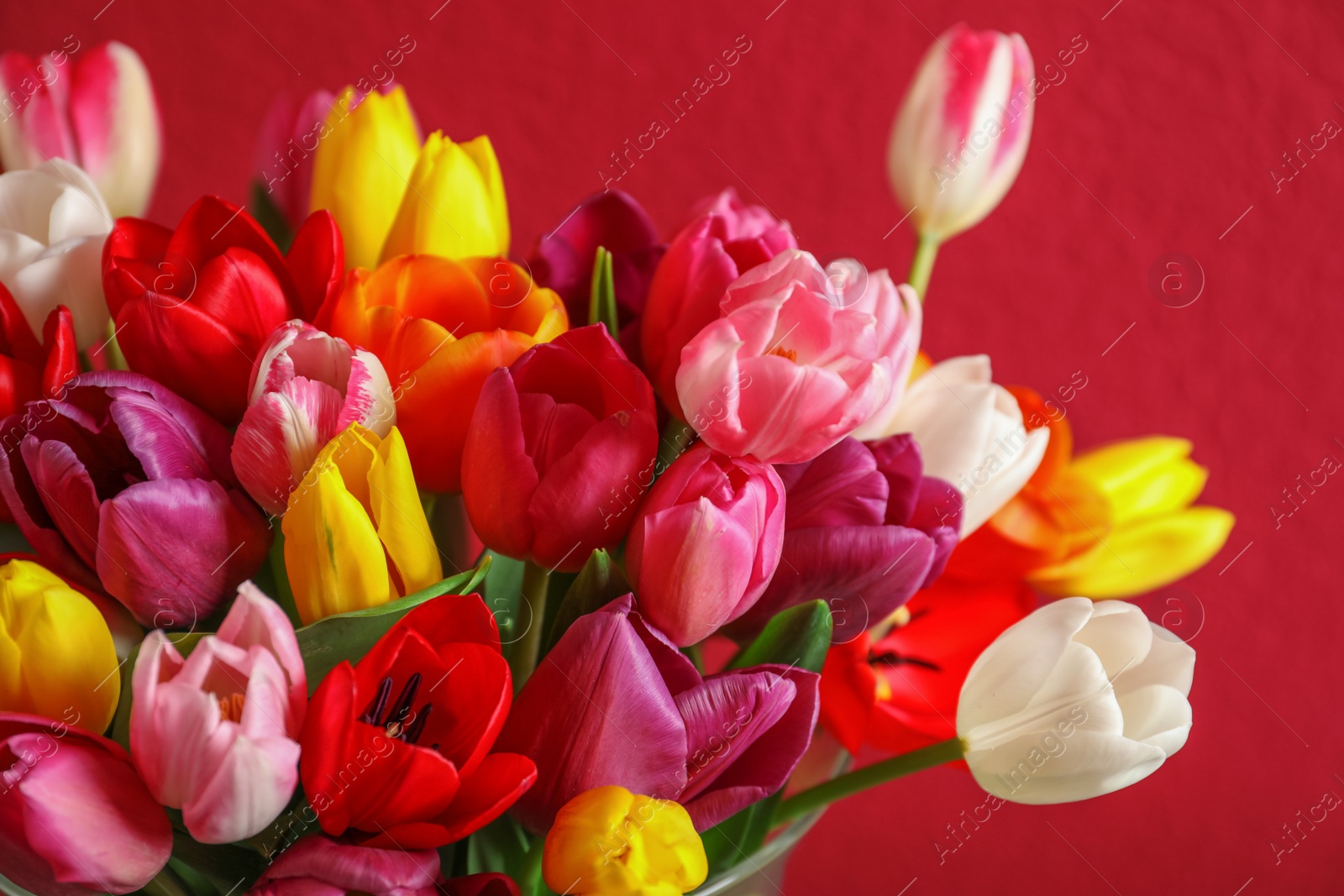 Photo of Beautiful spring tulip flowers on color background, closeup