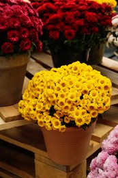 Photo of Beautiful different color Chrysanthemum flowers in pots on wooden pallet