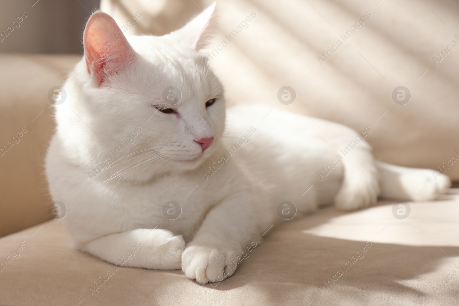 Photo of Cute white cat on sofa at home