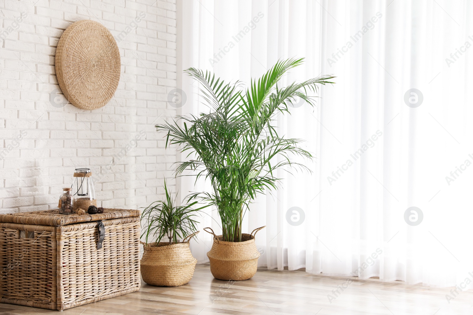 Photo of Beautiful green potted plants in stylish room interior. Space for text