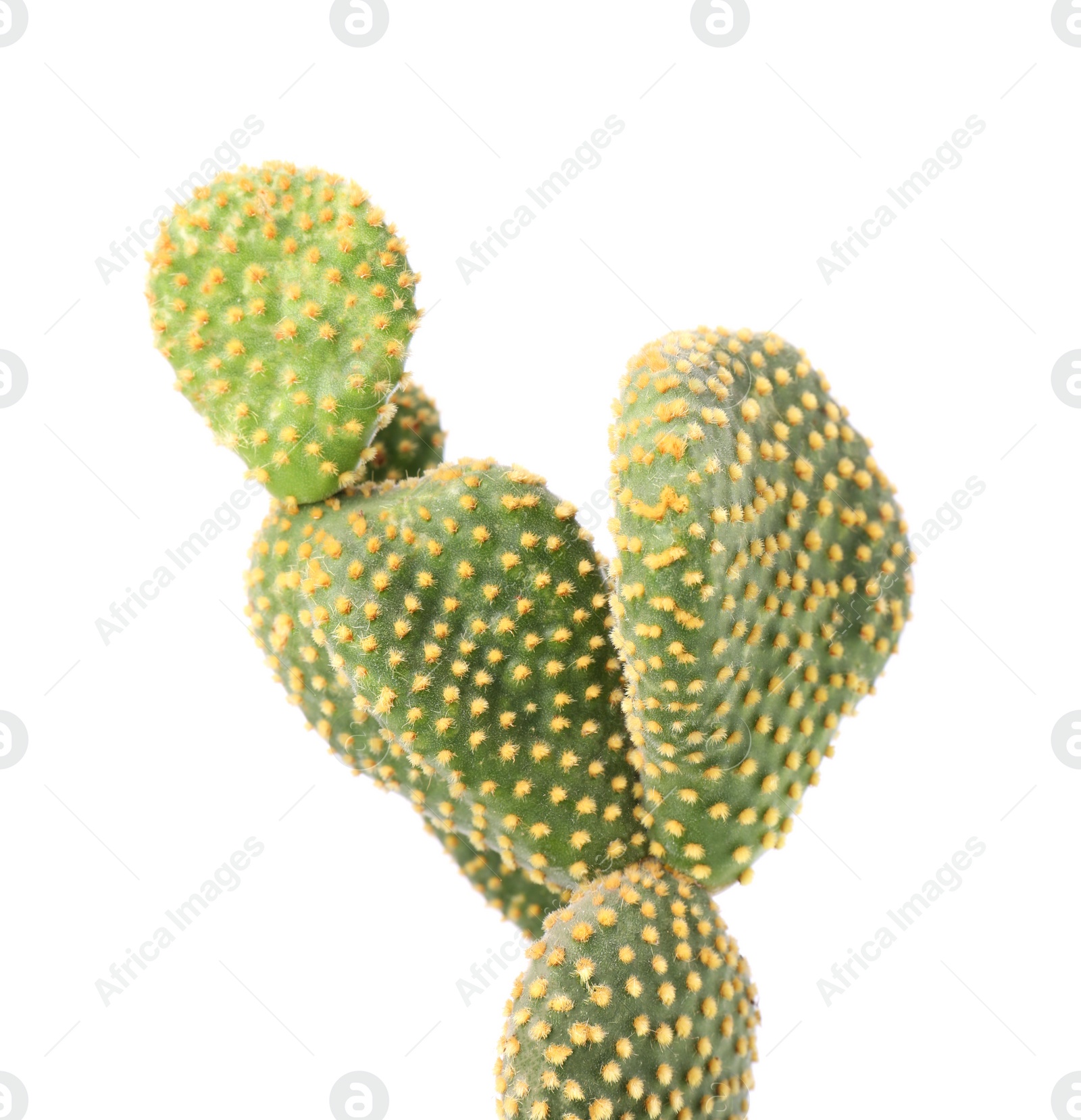 Photo of Beautiful green Opuntia cactus on white background