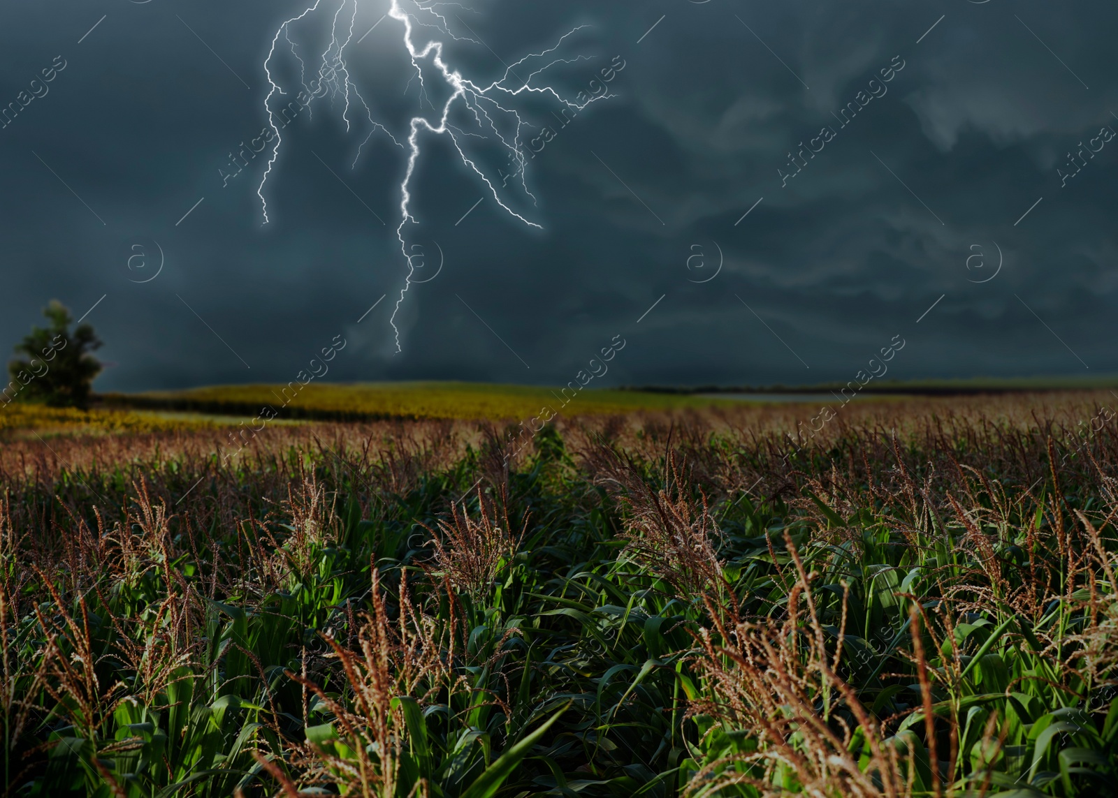 Image of View of field and cloudy sky with lightning. Thunderstorm