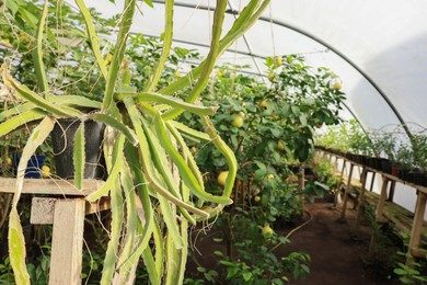 Photo of Many different beautiful plants growing in greenhouse, space for text