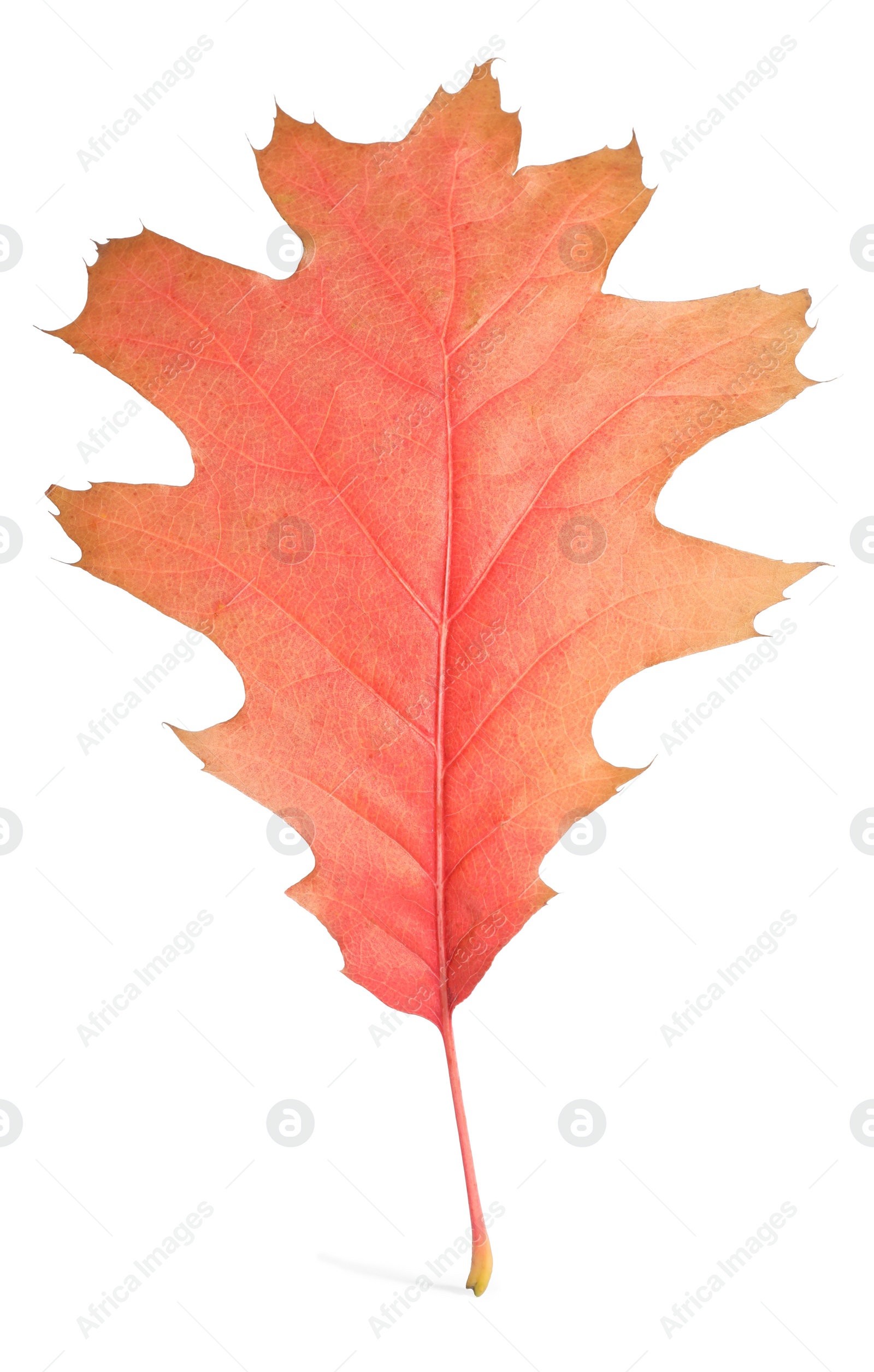 Photo of Autumn season. Oak leaf isolated on white