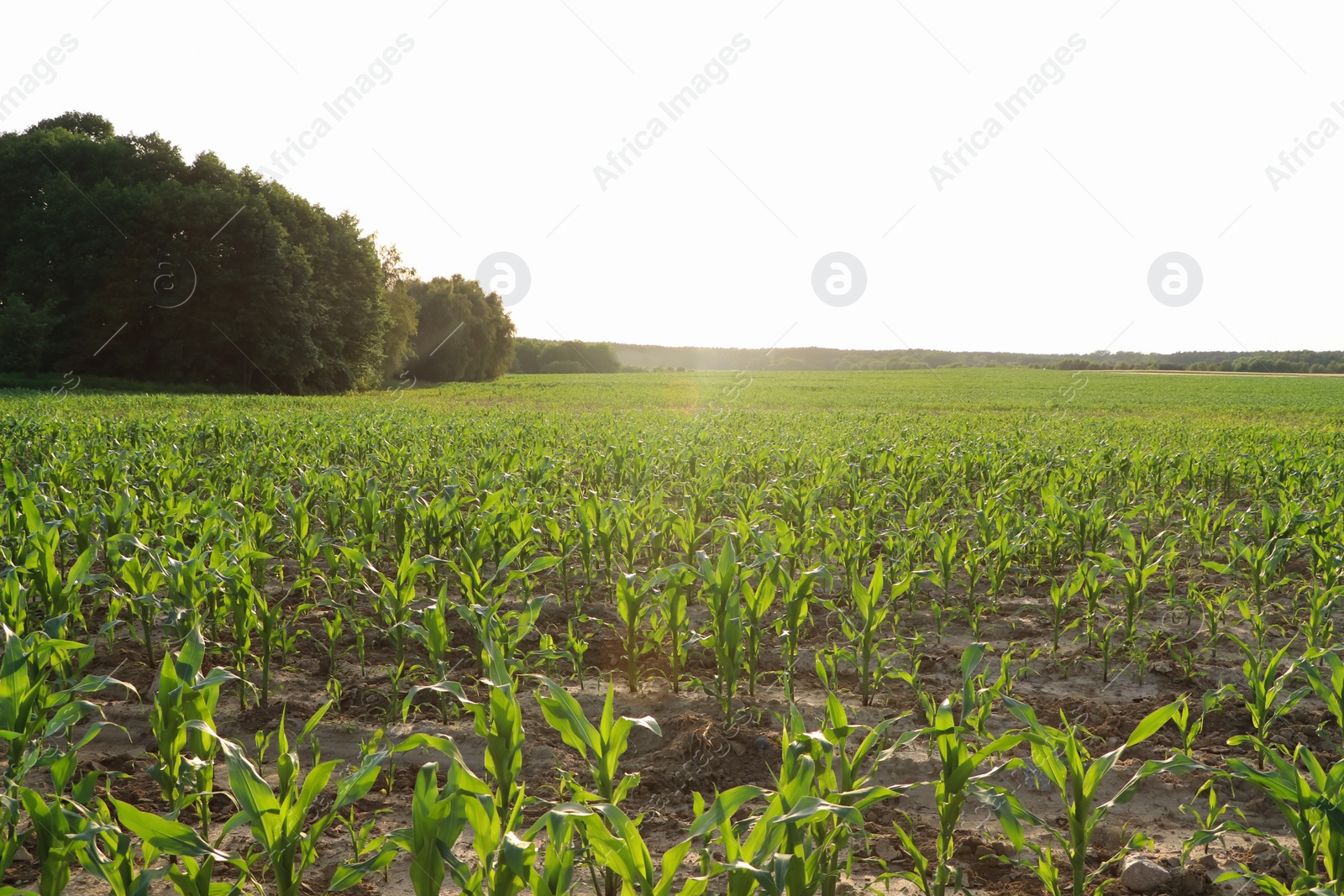 Photo of Beautiful agricultural field with green corn plants on sunny day