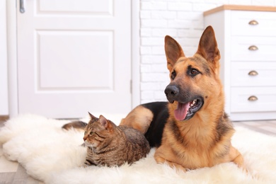 Photo of Adorable cat and dog resting together on fuzzy rug indoors. Animal friendship