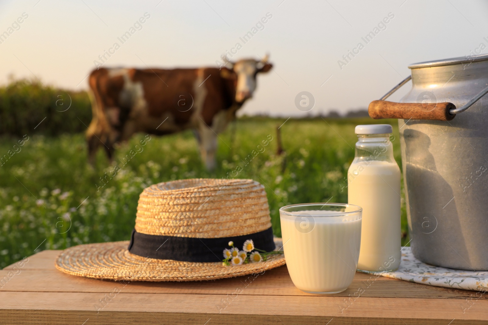 Photo of Milk, straw hat with camomiles on wooden table and cow grazing in meadow