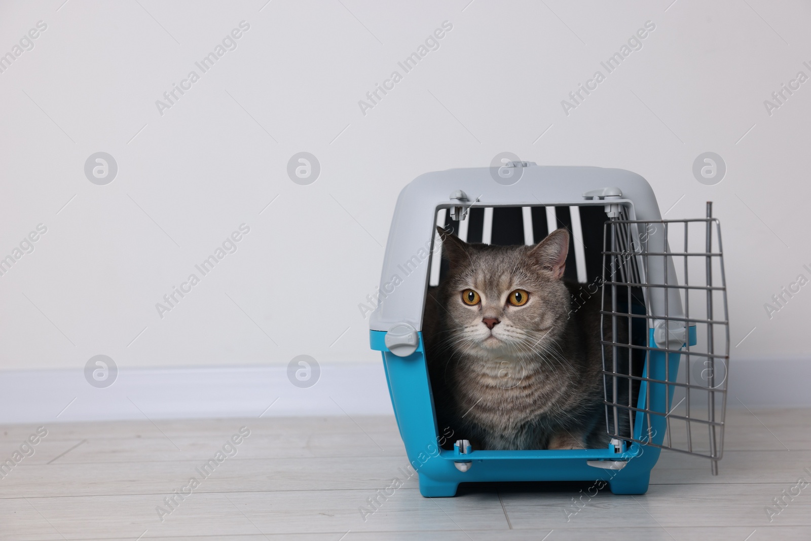 Photo of Travel with pet. Cute cat in carrier on floor near white wall indoors, space for text