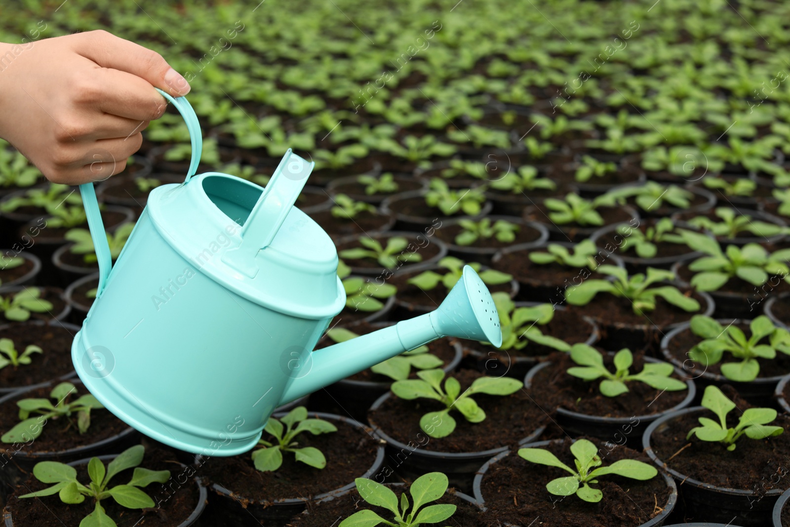 Photo of Woman watering fresh growing seedlings in greenhouse, closeup. Space for text