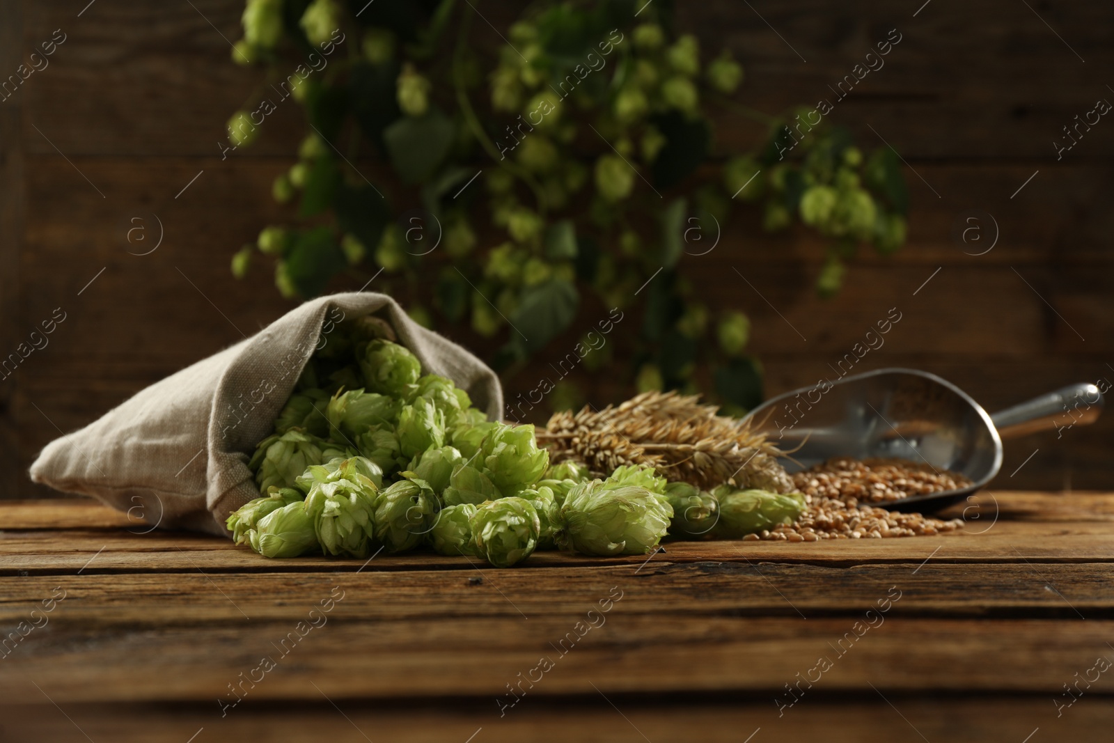 Photo of Fresh green hops, wheat grains and spikes on wooden table