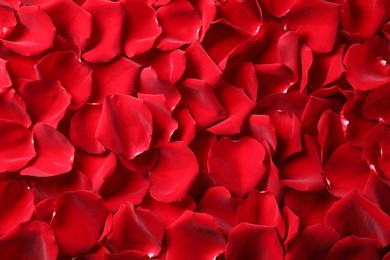 Beautiful red rose petals as background, top view