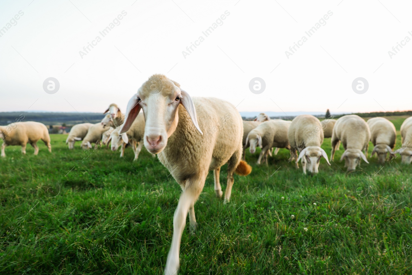 Photo of Cute sheep grazing on green pasture. Farm animals