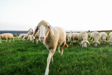 Cute sheep grazing on green pasture. Farm animals