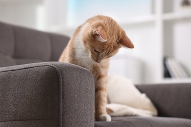 Cute ginger cat sitting on sofa at home