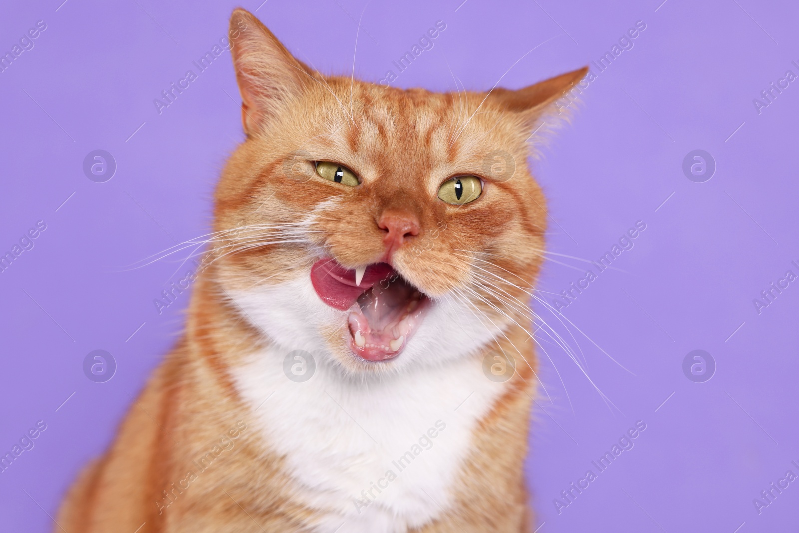 Photo of Cute cat licking itself on lilac background