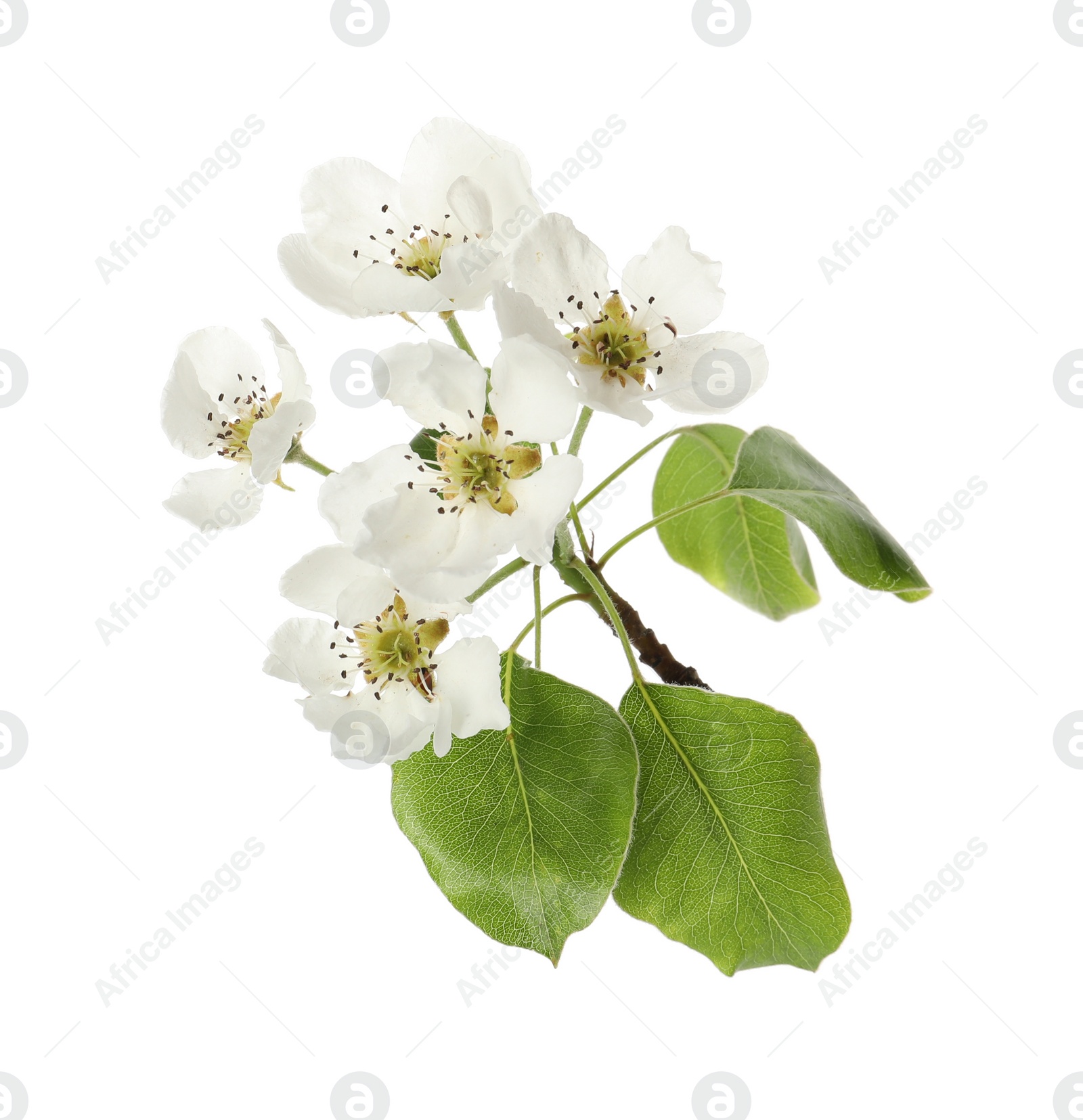 Photo of Beautiful blossoming pear tree branch with flowers on white background