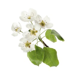 Photo of Beautiful blossoming pear tree branch with flowers on white background