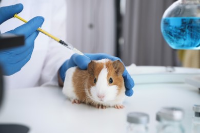 Photo of Scientist with syringe and guinea pig in chemical laboratory, closeup. Animal testing