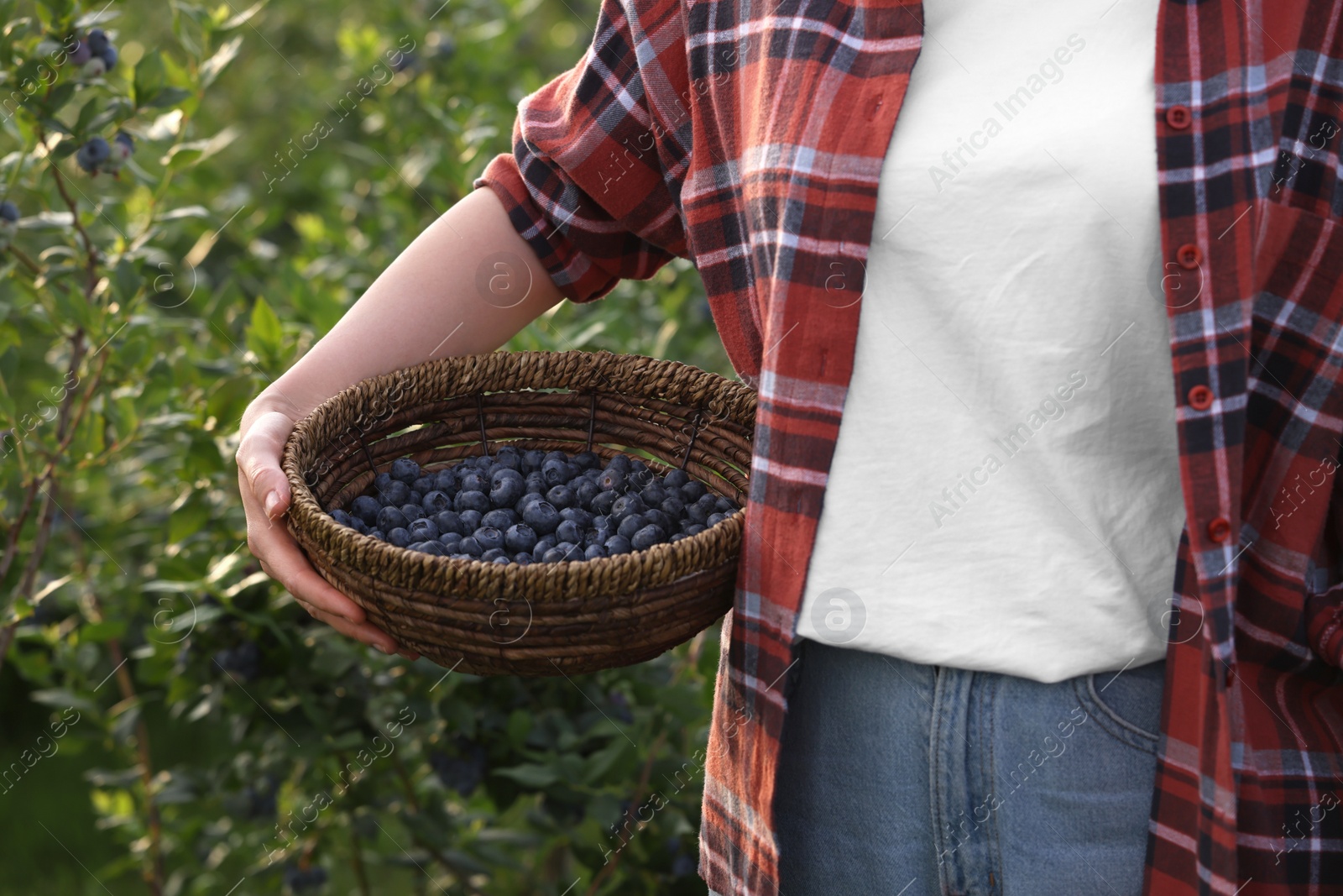 Photo of Woman with wicker basket of fresh blueberries outdoors, closeup. Seasonal berries