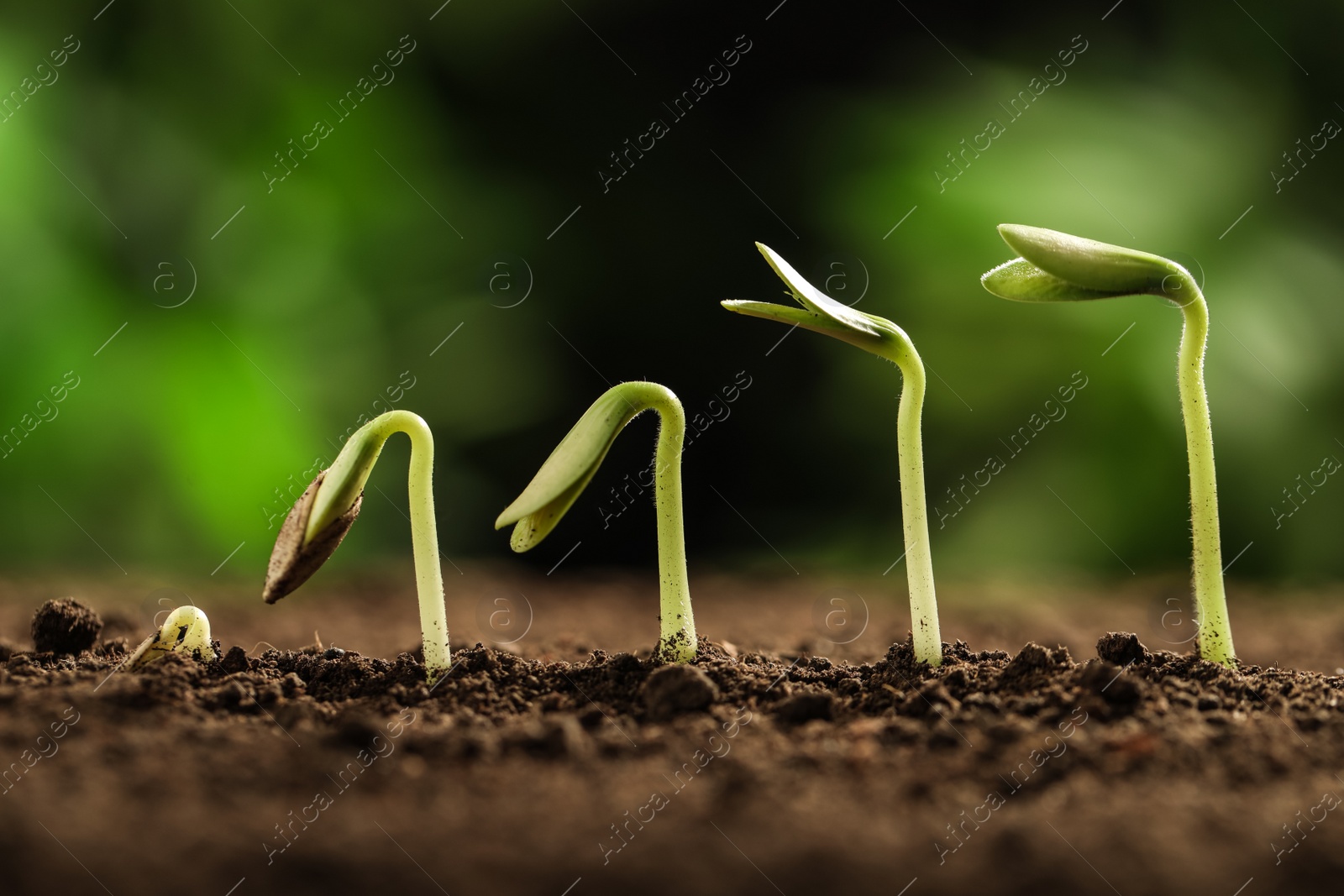 Photo of Little green seedlings growing in soil against blurred background, closeup view