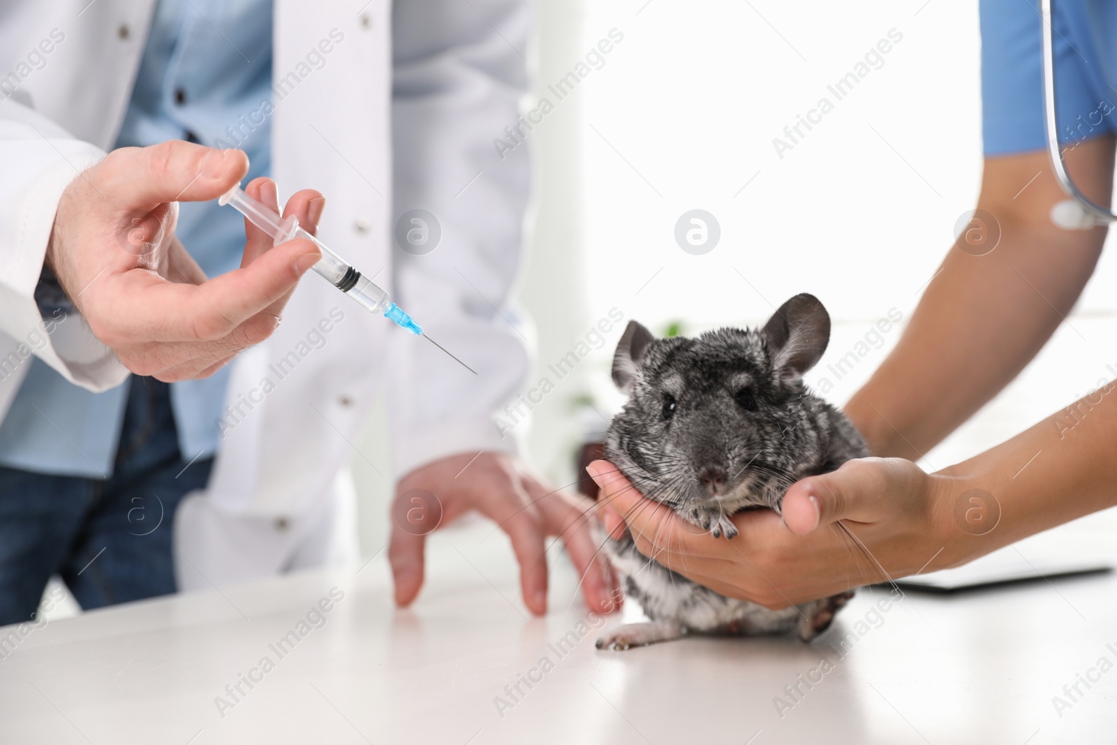 Photo of Professional veterinarians vaccinating chinchilla in clinic, closeup