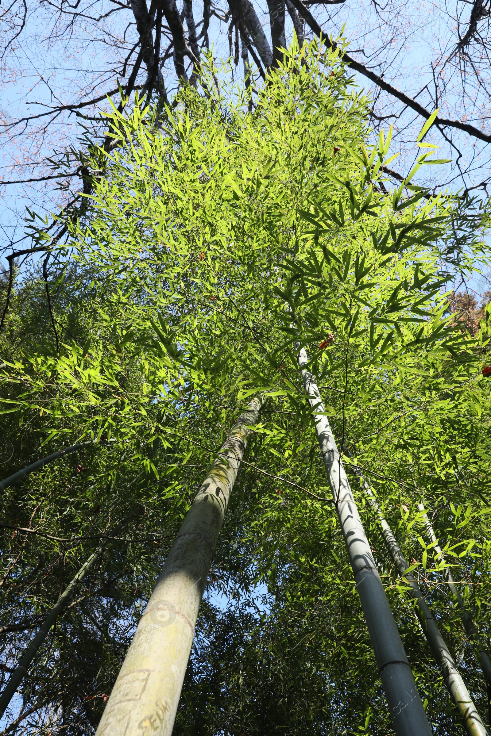 Photo of Beautiful green trees in forest on sunny day, bottom view