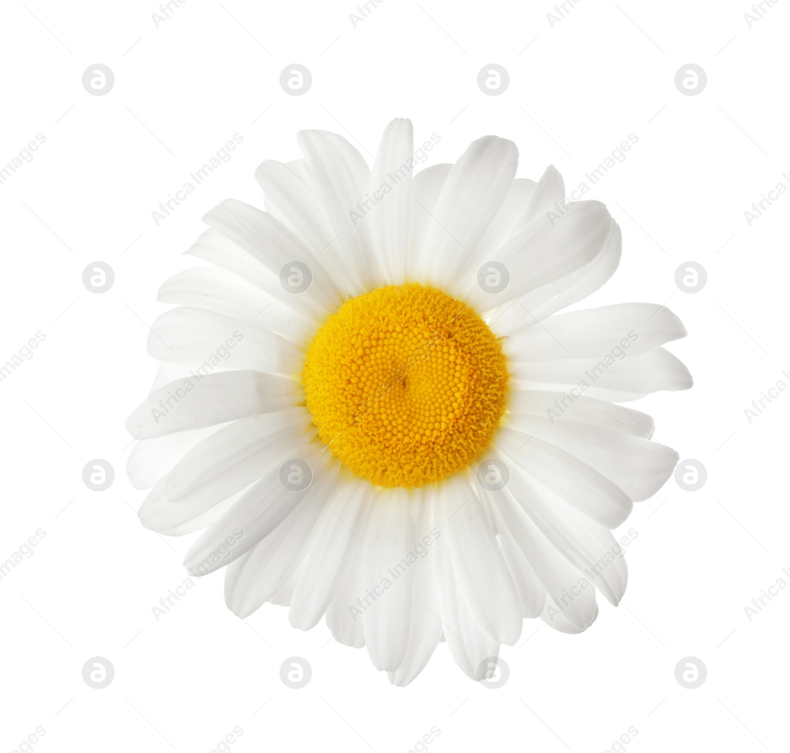 Photo of Beautiful blooming chamomile flower isolated on white