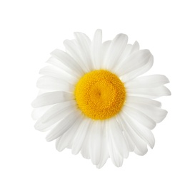 Beautiful blooming chamomile flower isolated on white