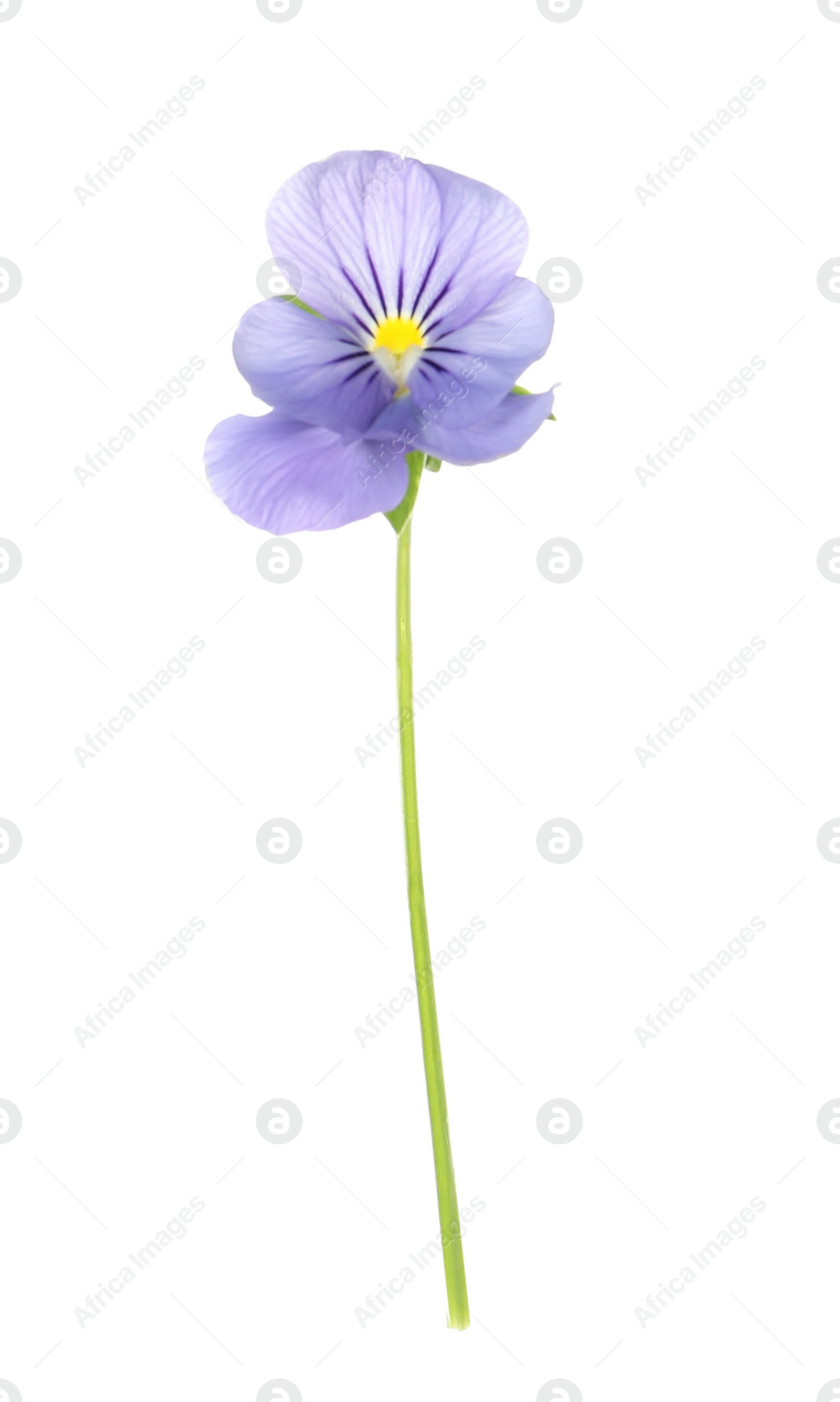 Photo of Beautiful meadow plant with light blue flower isolated on white