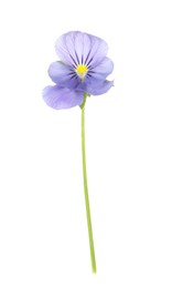 Photo of Beautiful meadow plant with light blue flower isolated on white
