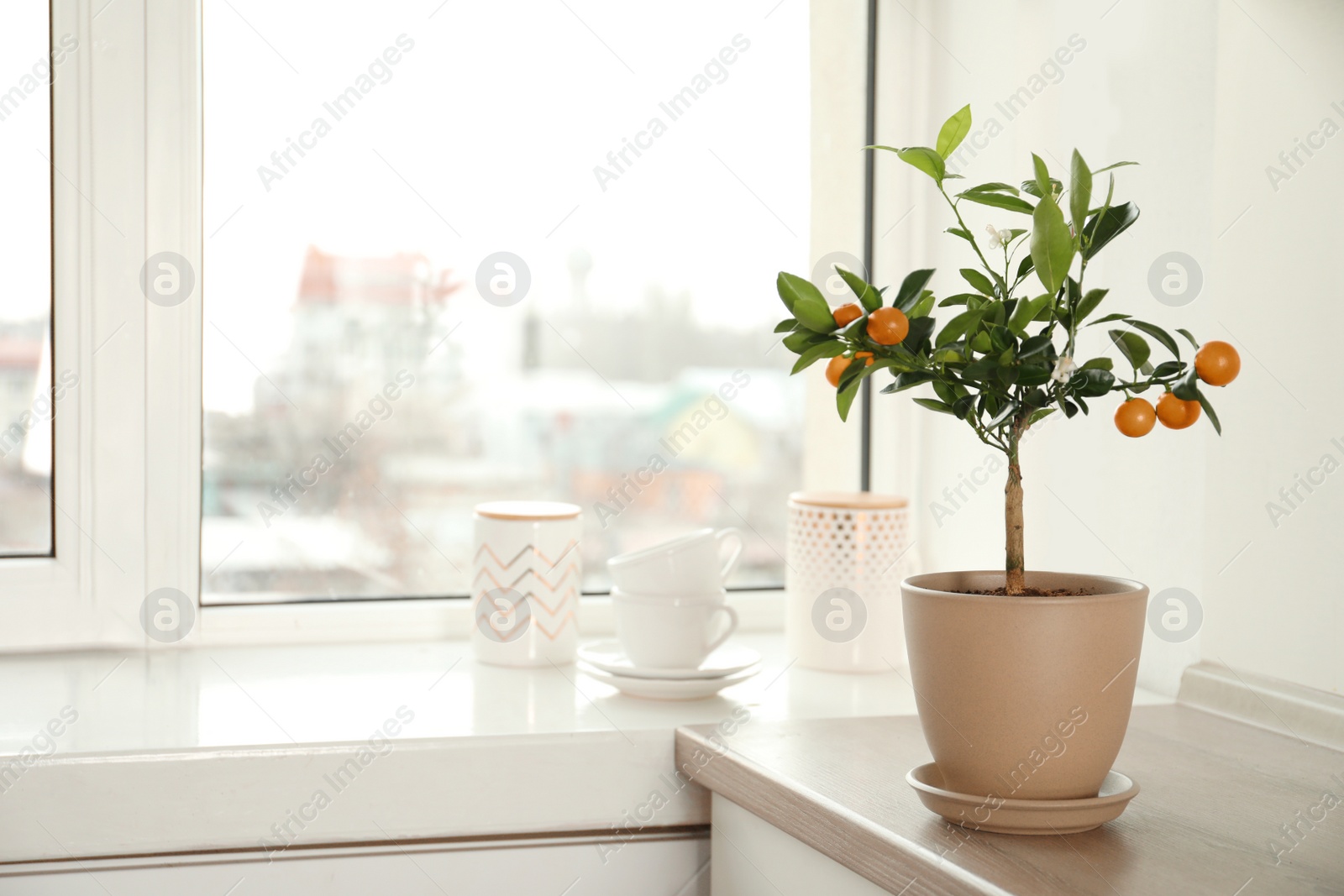 Photo of Potted citrus tree on table near window indoors. Space for text