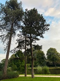 Tall trees near canal in beautiful park