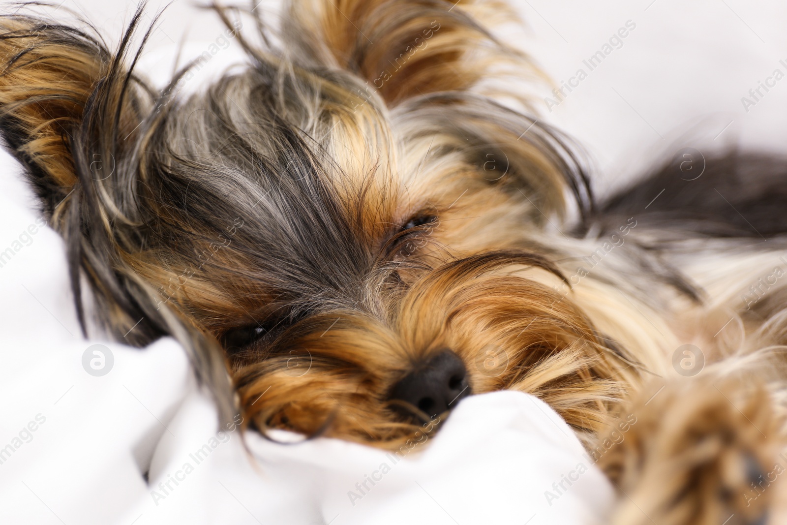 Photo of Sleepy Yorkshire terrier lying on bed, closeup. Cute dog