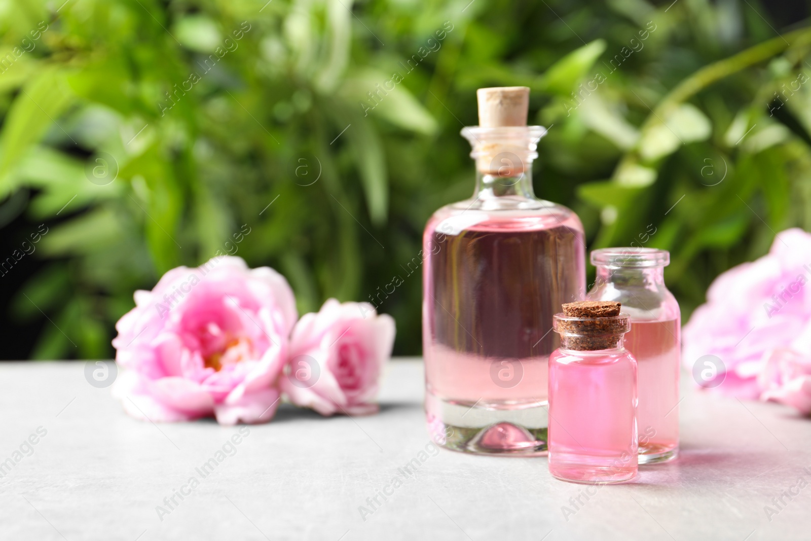 Photo of Bottles of rose essential oil and fresh flowers on table, space for text