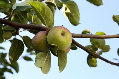 Photo of Fresh and ripe apples on tree branch against blue sky