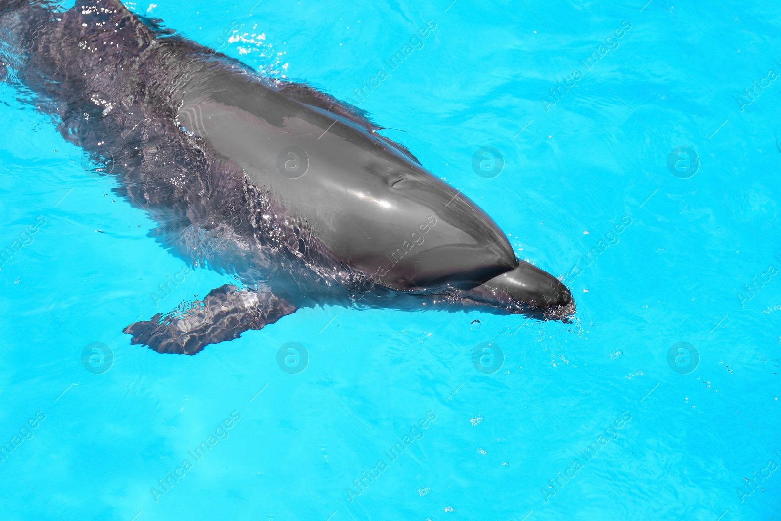 Photo of Dolphin swimming in pool at marine mammal park