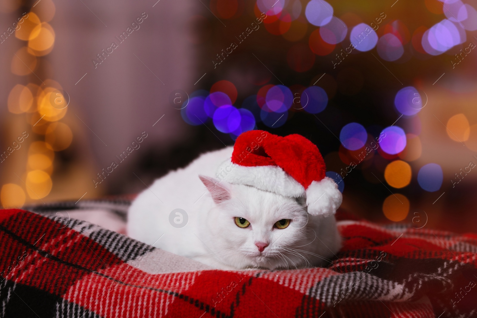 Photo of Adorable cat wearing Christmas hat on blanket against blurred lights