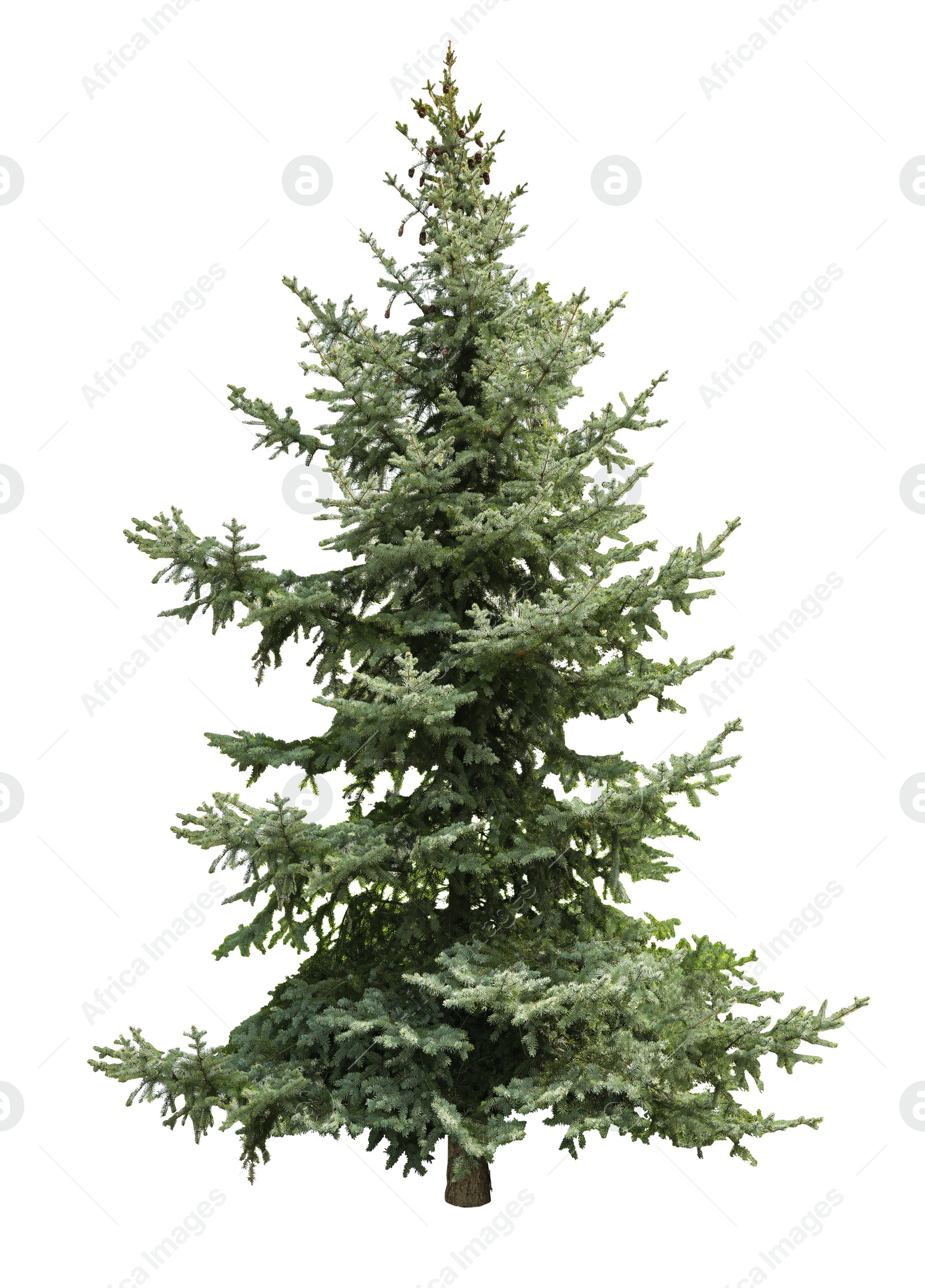 Image of Beautiful evergreen fir tree on white background