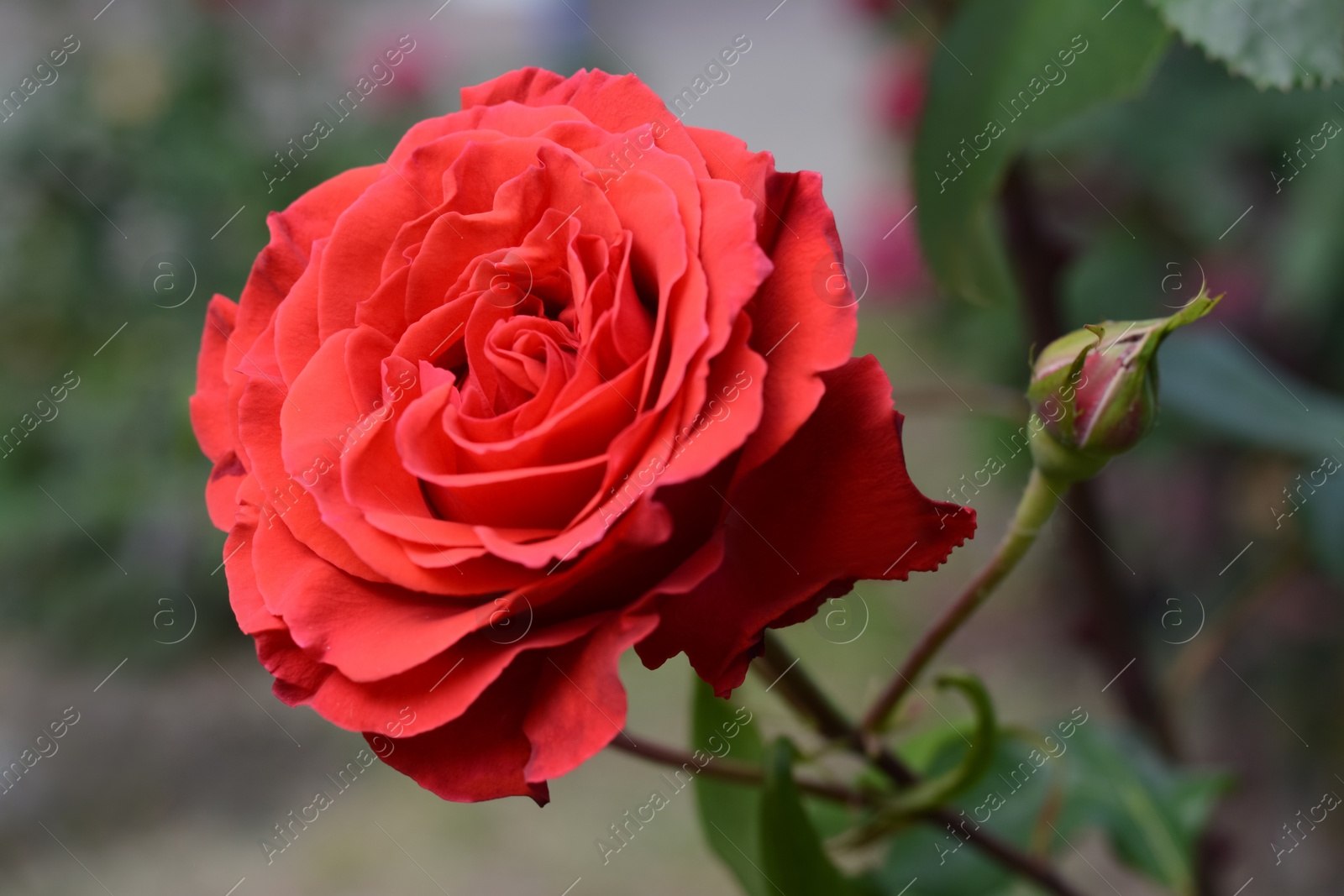 Photo of Beautiful coral rose flower blooming outdoors, closeup