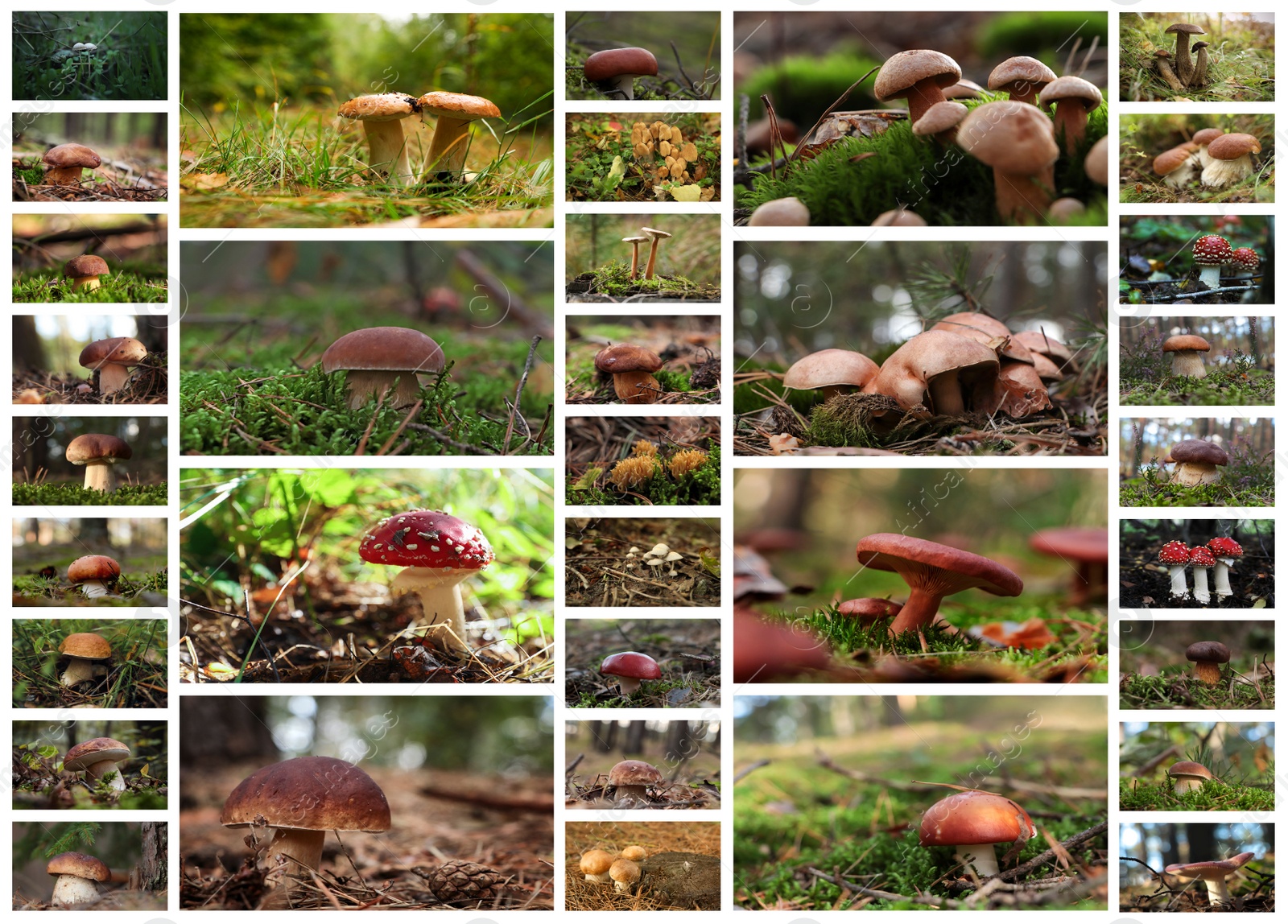 Image of Collage with photos of different wild mushrooms in forest