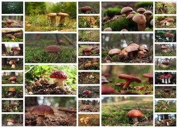 Image of Collage with photos of different wild mushrooms in forest