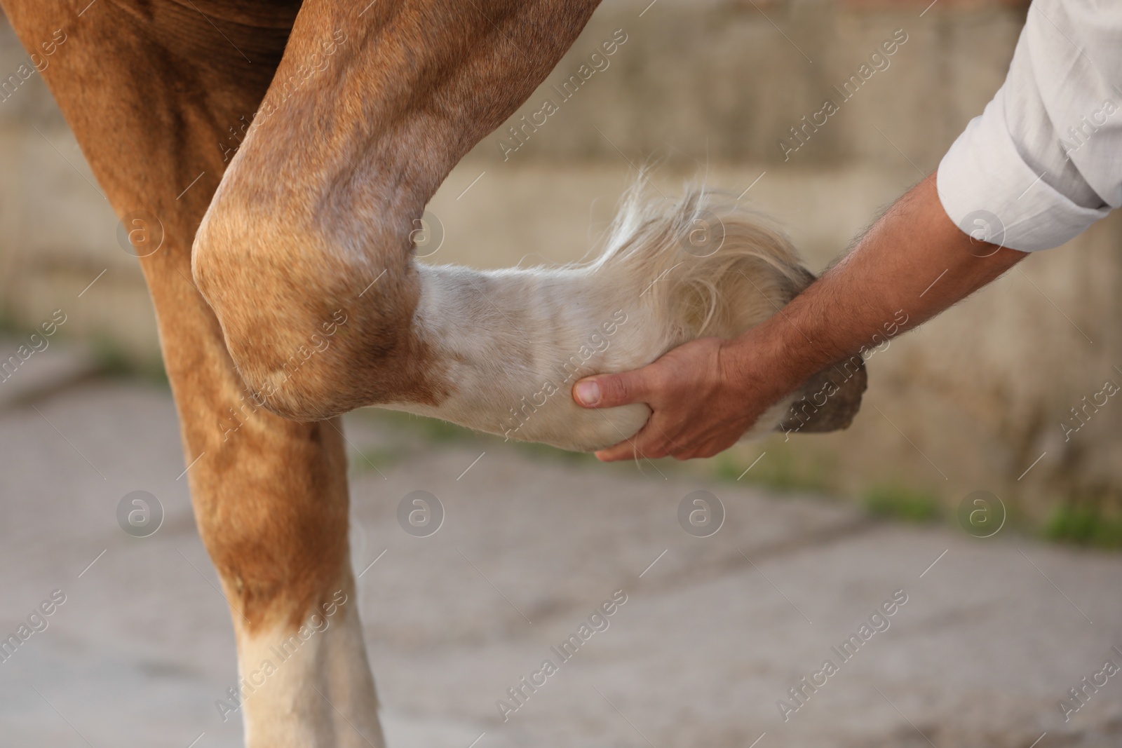 Photo of Man examining horse leg outdoors, closeup. Pet care