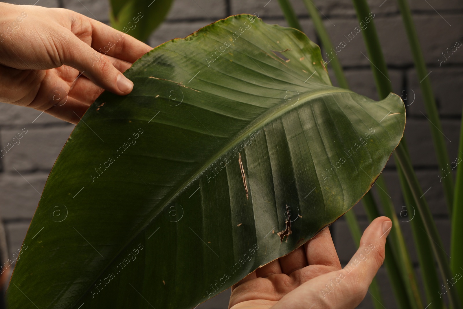 Photo of Man touching houseplant with damaged leaves near grey brick wall, closeup